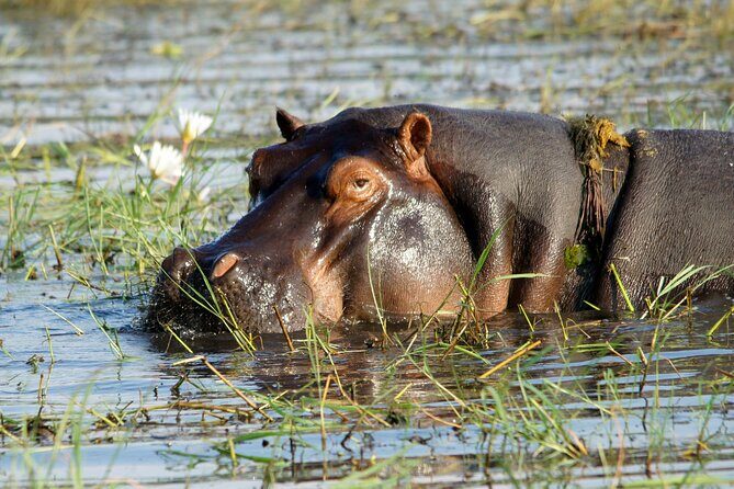 Zambezi Sunset Cruise Wildlife, Drinks & Breathtaking Views - FAQ