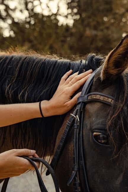 Zambia: Half-Day Horse Riding Safari + Lunch - Key Points