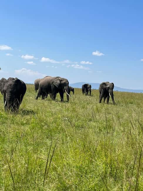 Zambia: Half-Day Horse Riding Safari + Lunch - FAQ