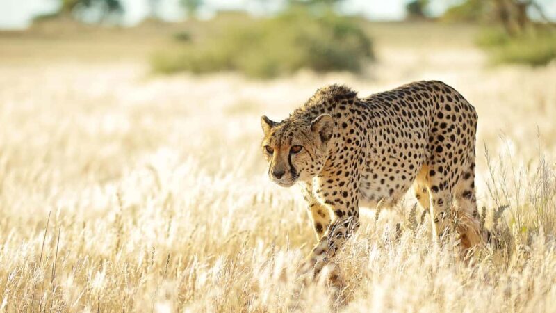 Zannier Game Drive with Hotel Pickup - What to Expect from the Zannier Game Drive