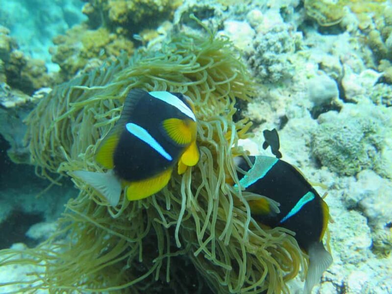 Zanzibar: 1 Day Blue Trip with 2 Stunning Scuba Dives - Final Thoughts: Is This Tour Worth It?