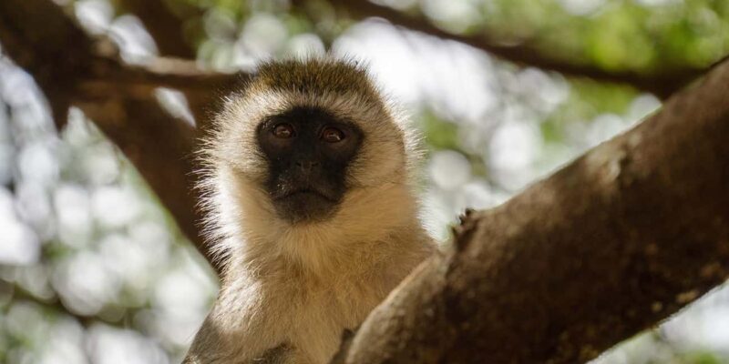 Zanzibar: 2 Day 1 Night Mikumi National Park Tour by Boat - The Safari Experience