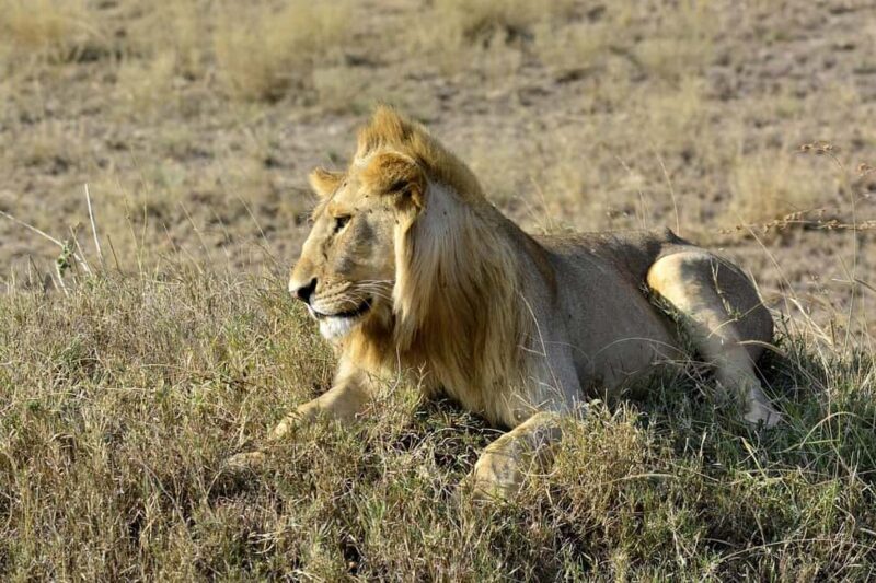 Zanzibar: 2 Day 1 Night Mikumi National Park Tour by Boat - Accommodation and Meals