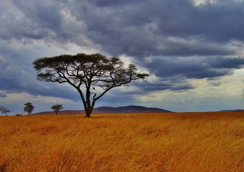 Zanzibar: 2 Day 1 Night Mikumi National Park Tour by Boat - Who Should Consider This Tour?