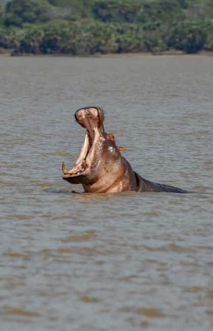 Zanzibar: 2-Day Nyerere National Park Safari with Ferry - An In-Depth Look at the 2-Day Nyerere National Park Safari