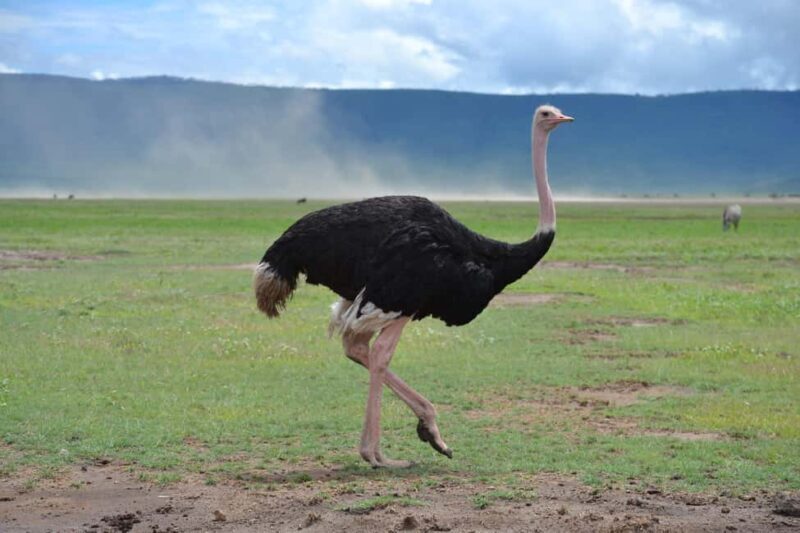 Zanzibar: 2-Day Private Magical Ngorongoro Crater Safari - Final Thoughts
