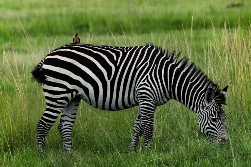 Zanzibar: 2-Day Safari to Tarangire National Park - Key Points