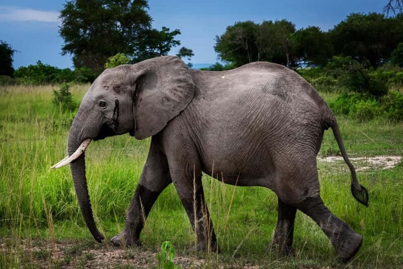 Zanzibar: 2-Day Safari to Tarangire National Park - Who Should Consider This Tour?