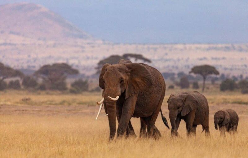 Zanzibar: 2-Days Mikumi National Park Luxury Safari - Who Will Love This Experience?