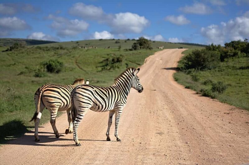 Zanzibar: 2-Days Mikumi National Park Luxury Safari - The Sum Up
