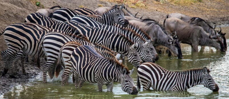 Zanzibar: 3-Day Honeymooners Luxury Fly-In Safari - Key Points