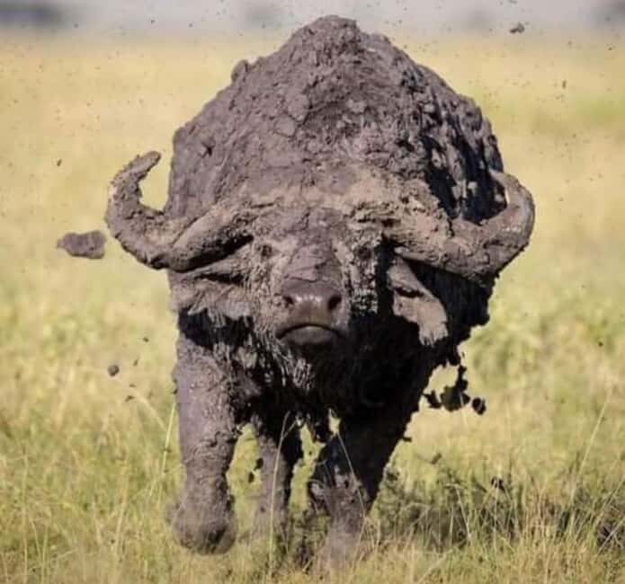 Zanzibar: 3-Day Mikumi National Park Safari with SGR Train - Final Thoughts: Is This Safari for You?