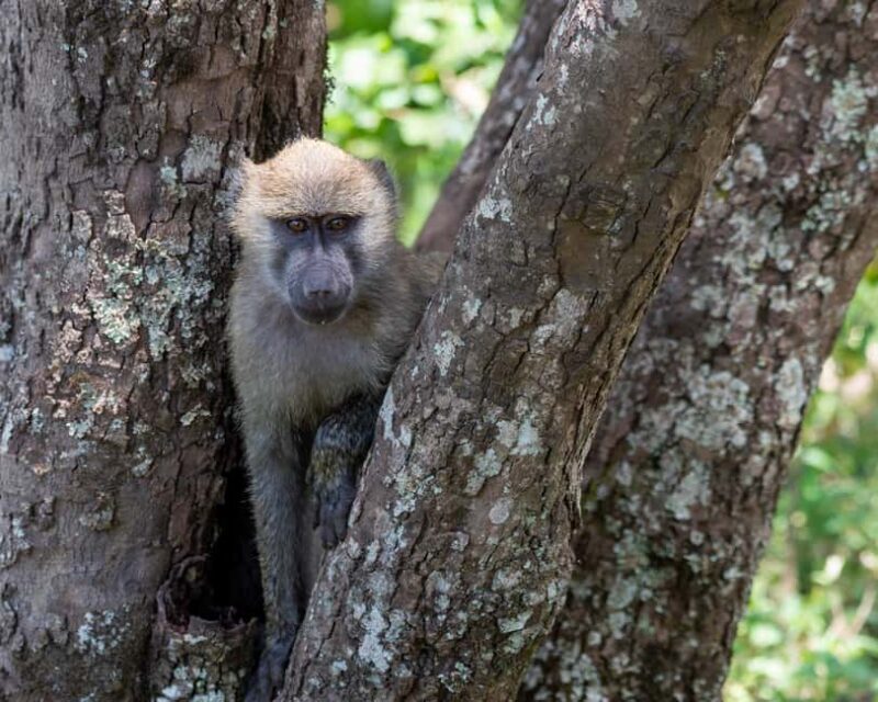 Zanzibar: 3-Day Safari to Lake Manyara & Ngorongoro Crater - The Experience: What Travelers Say