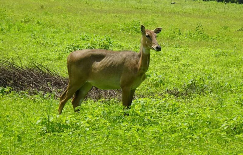 Zanzibar: 3-Day Safari to Tarangire, Ngorongoro, & Arusha - Key Points