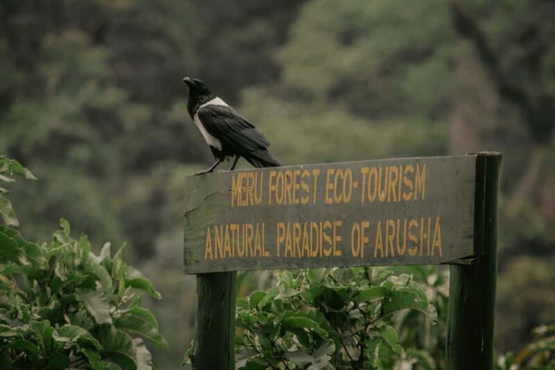 Zanzibar: 3-Day Safari to Tarangire, Ngorongoro, & Arusha - An In-Depth Look at the Trip
