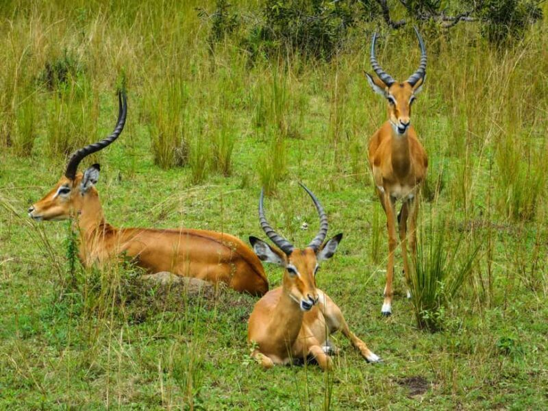 Zanzibar: 3-Day Safari to Tarangire, Ngorongoro, & Arusha - FAQs