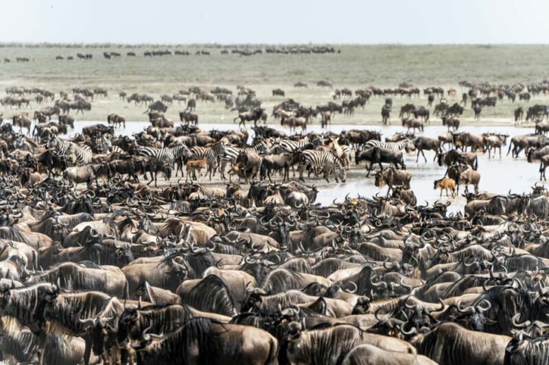 Zanzibar: 3-Day Serengeti Safari with Flights - Key Points