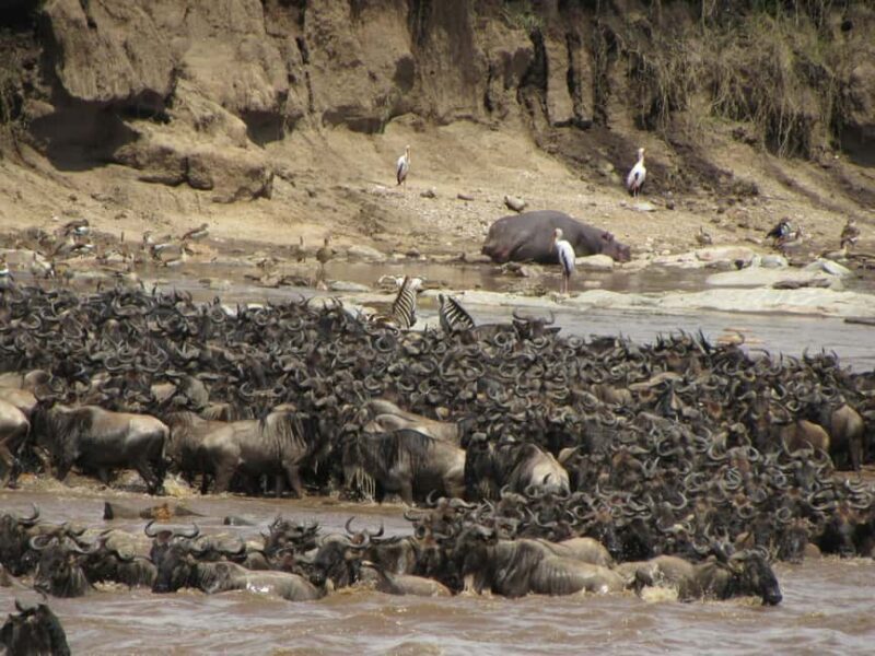 Zanzibar: 3-Day Serengeti Safari with Flights - The Sum Up: Is It Worth It?