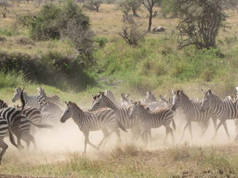 Zanzibar: 3-Day Serengeti Safari with Flights - FAQ