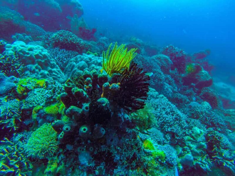 Zanzibar 3 Days Scuba Diving six dive: blue trip experience - What to Expect from the Zanzibar 3-Day Scuba Experience
