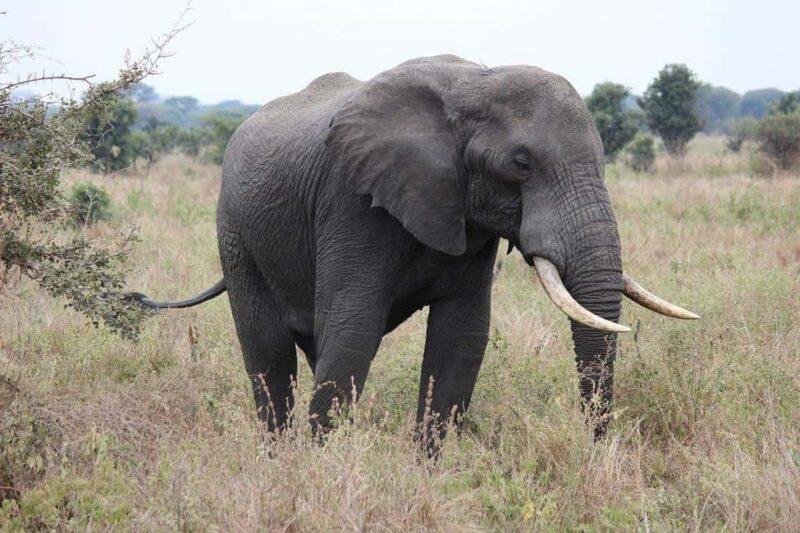 Zanzibar: 3 Days to Mikumi and Chizua Waterfalls - Zanzibar: 3 Days to Mikumi and Chizua Waterfalls — An Authentic Tanzanian Safari Experience