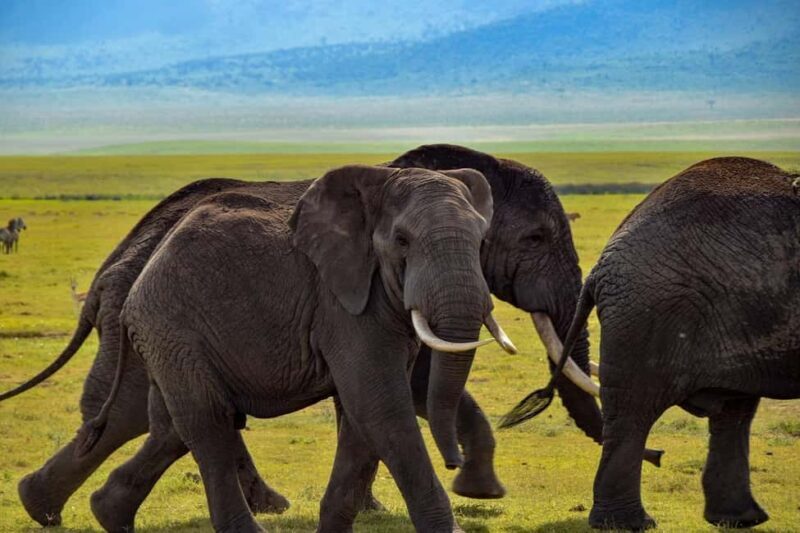 Zanzibar: 3 Days to Mikumi and Chizua Waterfalls - Who Will Enjoy This Tour?