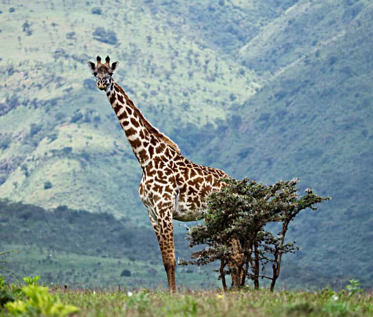 Zanzibar: 4-Day Serengeti & Ngorongoro Fly-In Safari - Key Points