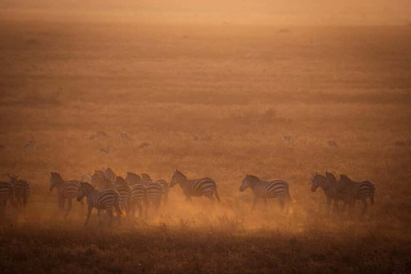 Zanzibar: 4-Day Serengeti & Ngorongoro Fly-In Safari - An Introduction to Tanzania’s Premier Wildlife Safari