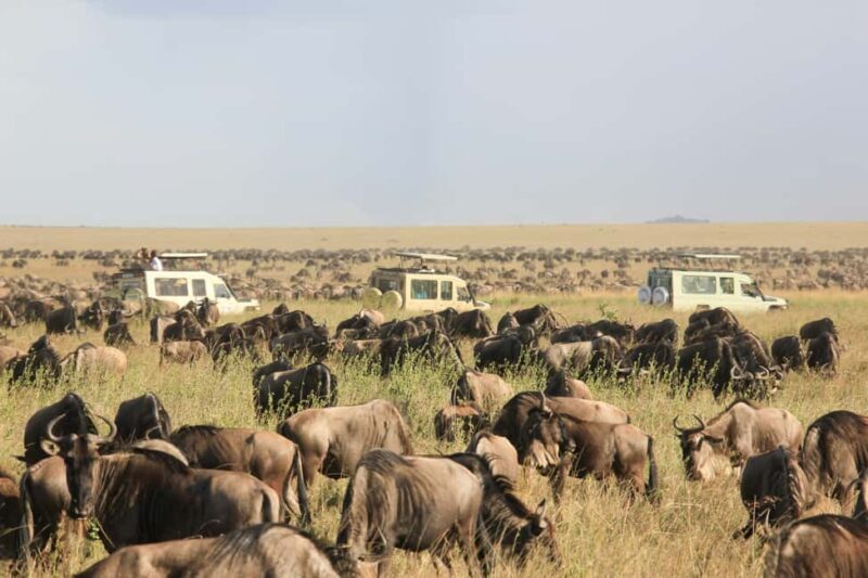 Zanzibar: 4-Day Serengeti & Ngorongoro Fly-In Safari - FAQ