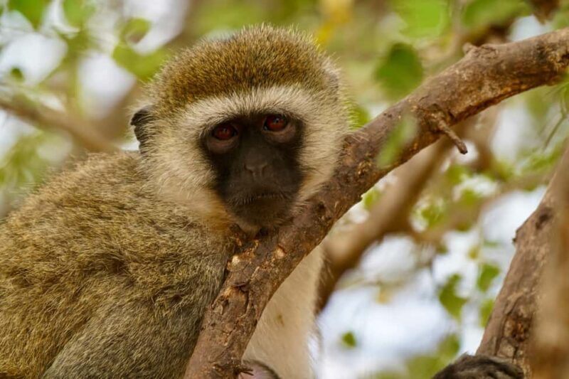 Zanzibar: 4-Day Tarangire, Serengeti & Ngorongoro Safari - The Itinerary and What It Means for You