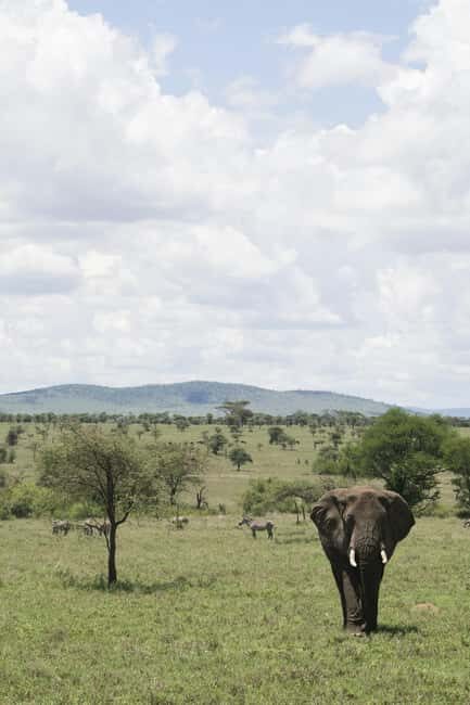 Zanzibar: 4-Day Tarangire, Serengeti & Ngorongoro Safari - Transportation and Logistics