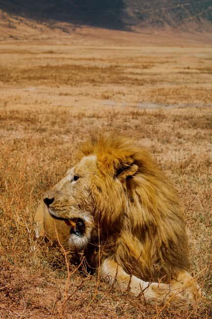 Zanzibar: 5-Day Serengeti and Ngorongoro Safari with Flights - Who Will Love This Safari?