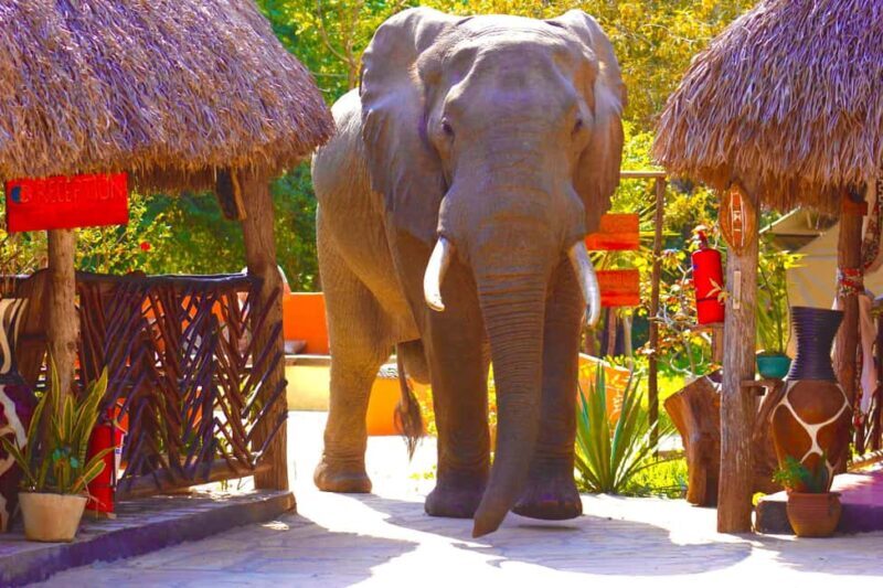 Zanzibar 8 Days Beach Tour & Sea all inclusive Safari trip - Final Thoughts: Why Consider This Tour?