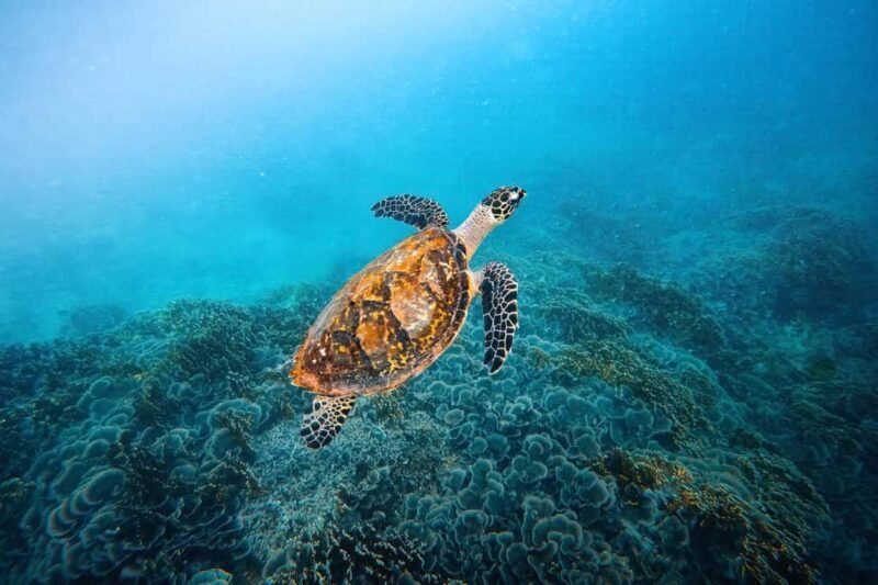 Zanzibar 8 Days Beach Tour & Sea all inclusive Safari trip - FAQ
