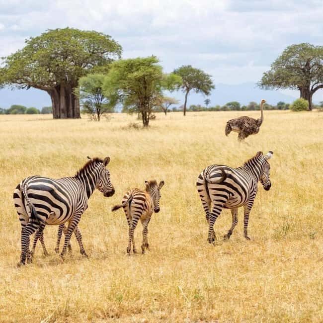Zanzibar: A Day Trip to Mikumi National Park from Zanzibar - Key Points