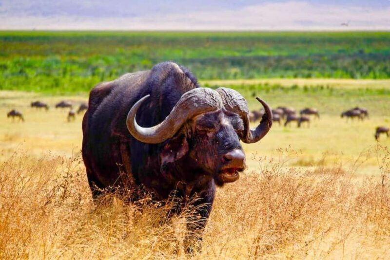 Zanzibar: A Day Trip to Mikumi National Park from Zanzibar - An In-Depth Look at the Tour Experience