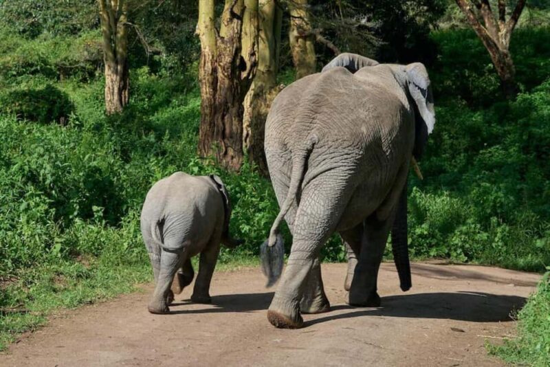 Zanzibar: A Day Trip to Mikumi National Park from Zanzibar - Practical Tips for Future Travelers