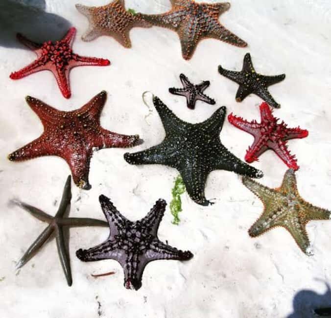 ZANZIBAR: Amazing natural lagoon and Starfish tour - Authentic Experiences That Make It Special