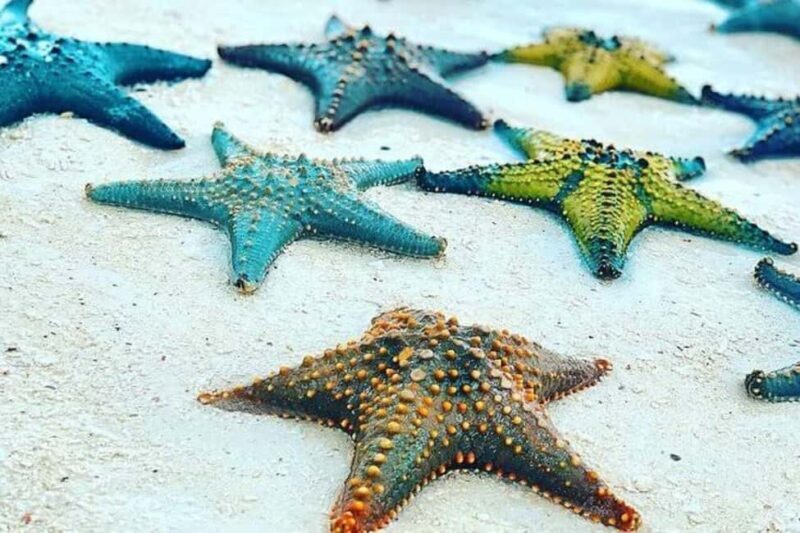 ZANZIBAR: Amazing natural lagoon and Starfish tour - Final Thoughts