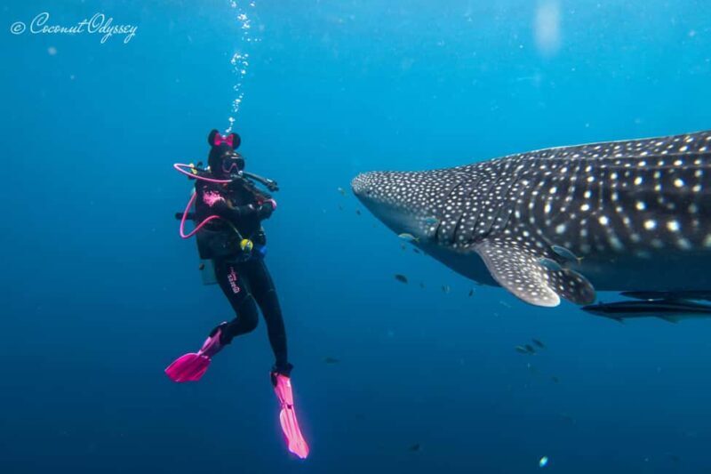 Zanzibar Bawe Island Snorkeling Day Trip with Lunch - The Sum Up