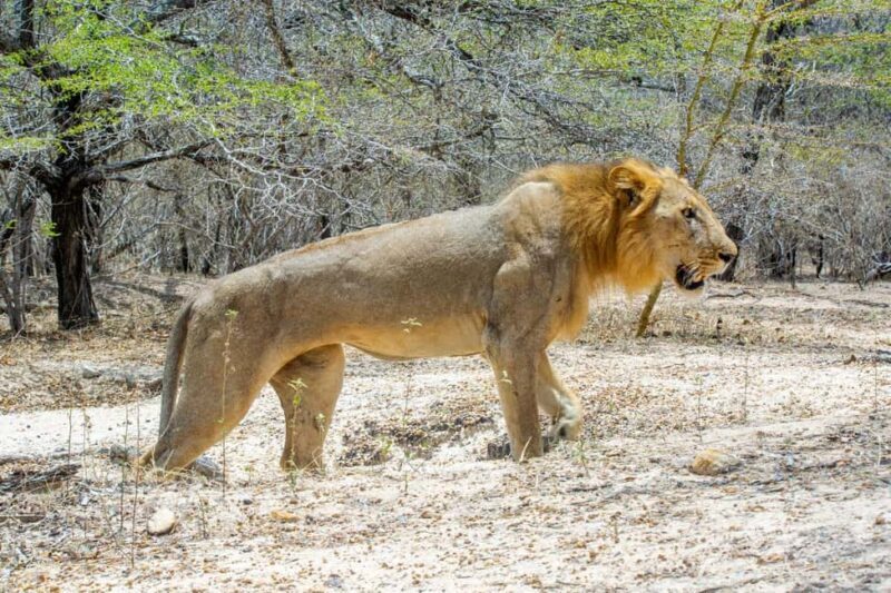 Zanzibar: Best Selous Day Safari with Flights & Lunch - Why the Tour Offers Good Value