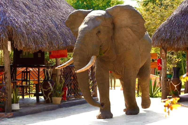 Zanzibar: Best Selous Day Safari with Flights & Lunch - Practical Tips for Participants