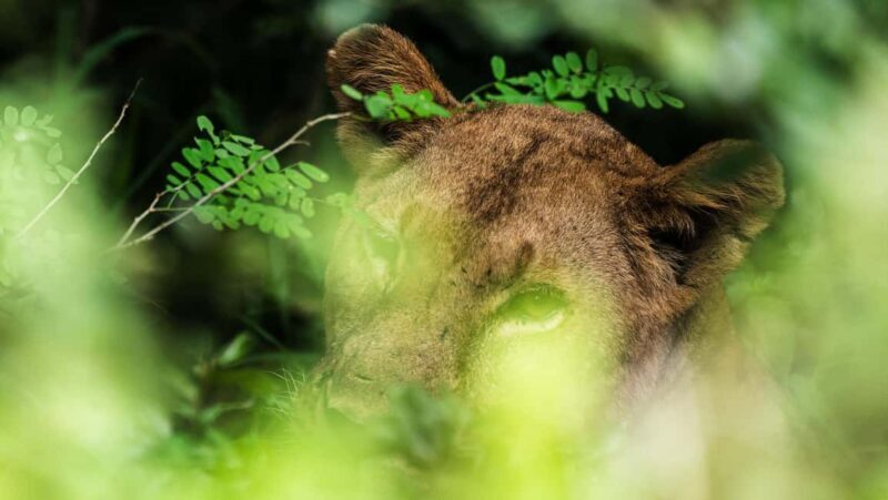 Zanzibar: Best Selous Day Safari with Flights & Lunch - FAQ