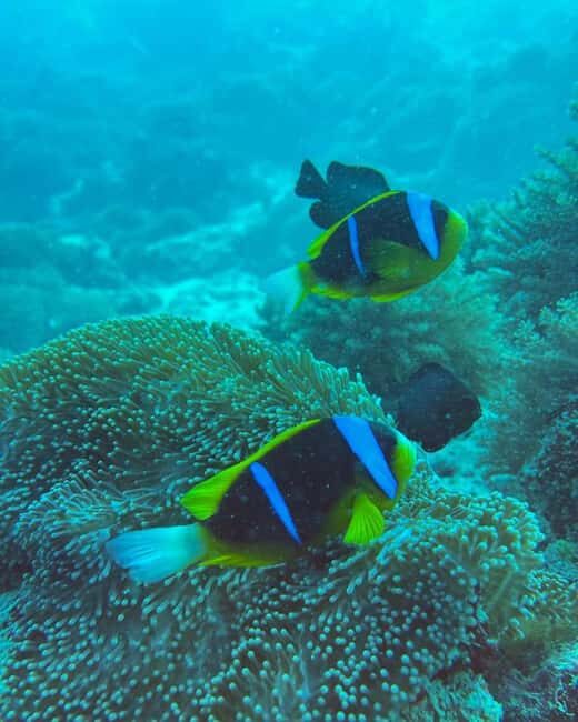 Zanzibar: Blue Lagoon, Rock Restaurant, Cave, and Beach Trip - Authentic Experiences and Local Insights