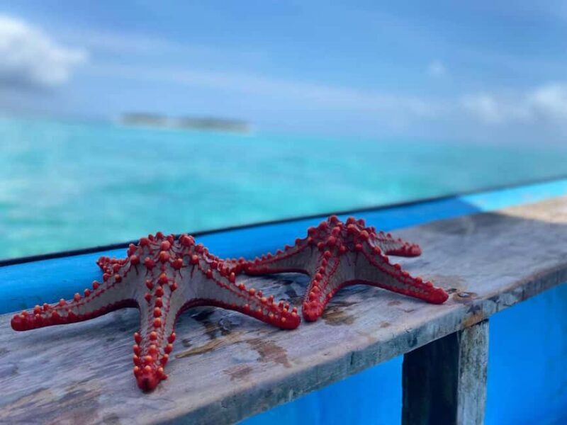 Zanzibar: Blue Lagoon, Star fish and Snorkeling Day tour - Authentic Marine Encounters in Zanzibar