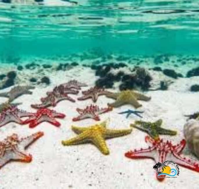 Zanzibar: Blue Lagoon, Starfish and Jozani Forest Tour - Practical Details and Logistics