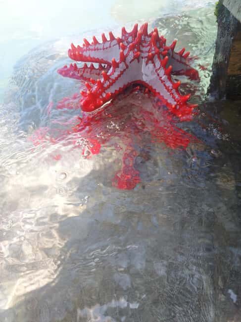 Zanzibar: Blue lagoon & Starfish - The Real Traveler Perspective