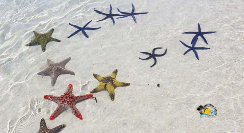 Zanzibar: Blue Lagoon with Snorkeling and Jozani Forest Tour - A Close Look at the Tour Experience