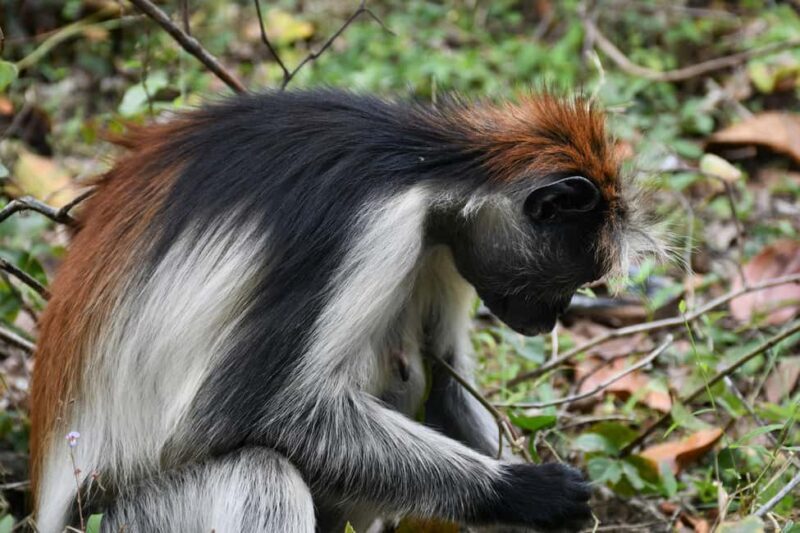 Zanzibar: Blue Safari, Jozani Forest "The Red Monkeys of Zanzibar" - Key Points
