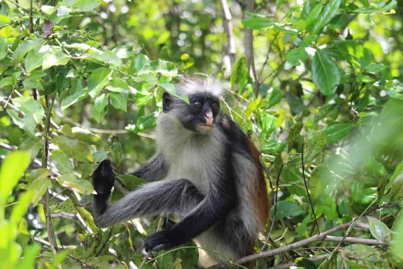 Zanzibar: Christmas Eve Tour to Jozani Forest and Stone Town - Key Points